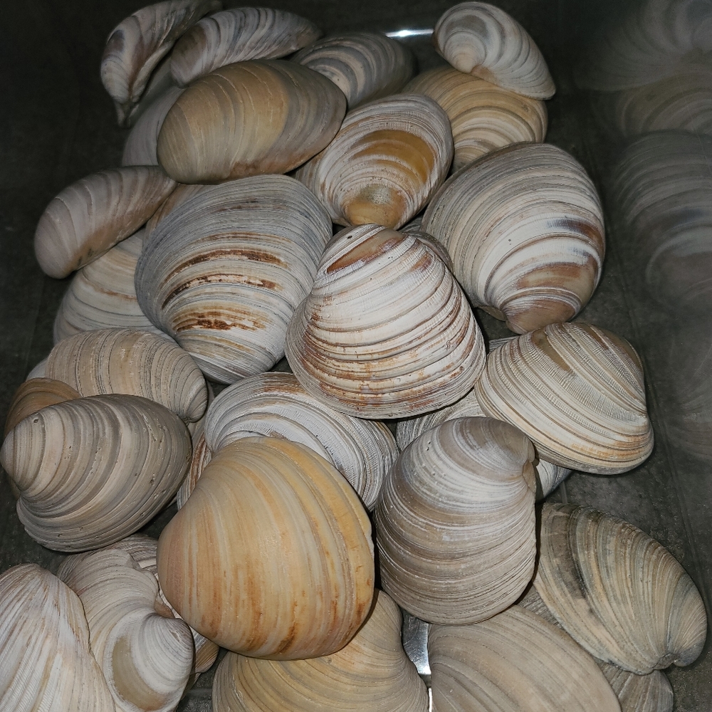 3 Random Large Natural Sea Shells - Picture 10 of 12